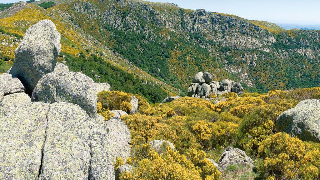 Miellerie des Cévennes sur le mont Lozere - Le rucher du trenze